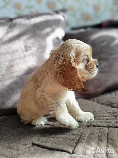 Кокер спаниель