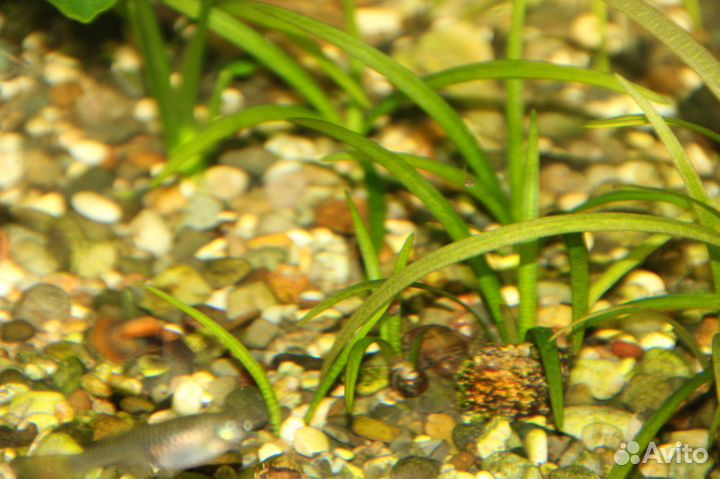 Аквариумные растения