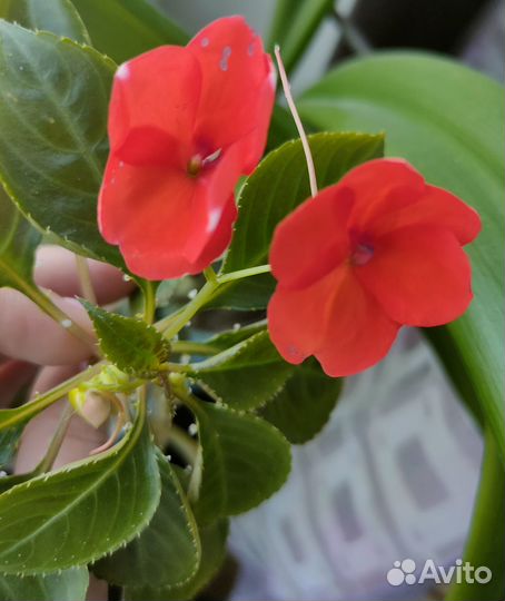 Цветы ванька мокрый