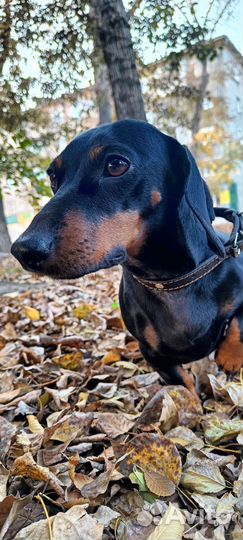 Щенки таксы