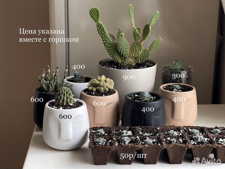 Суккуленты и кактусы с горшками