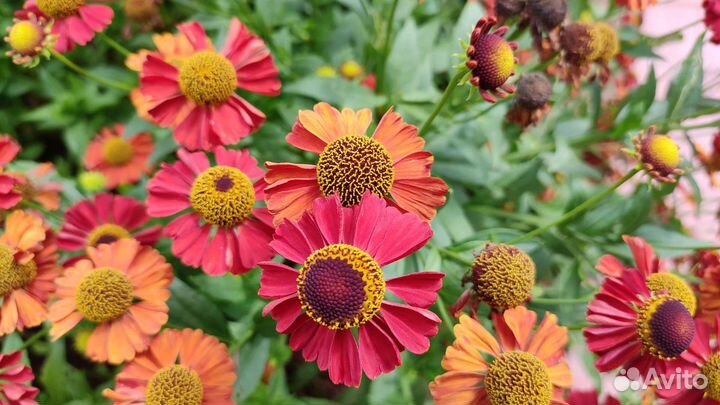 Гелениум гибридный