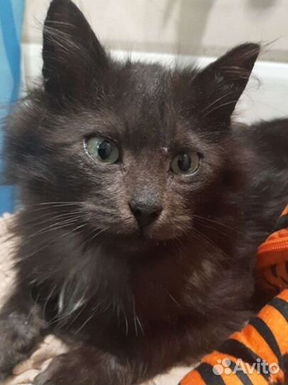 Шоколадный котёнок