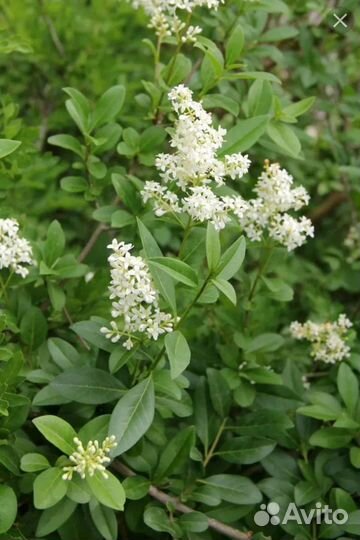 Хоста, Калина, бирючина, сирень и цветы