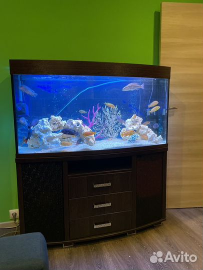 Аквариум с тумбой 240 литров