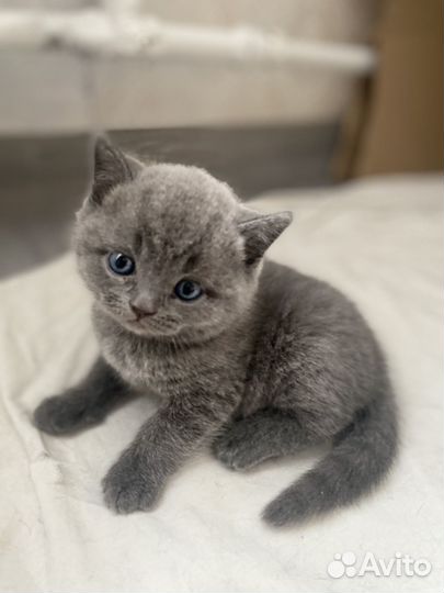 Британские котята