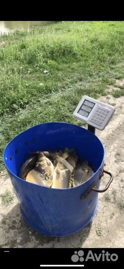 Платная рыбалка