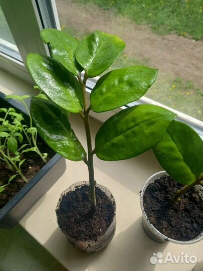 Замиокулькас