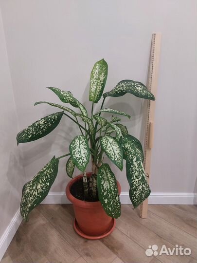 Диффенбахия