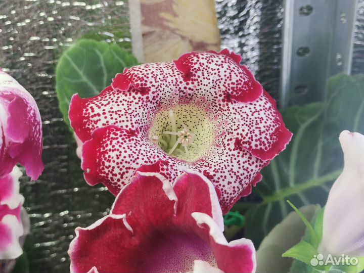 Глоксинии и стрептокарпусы