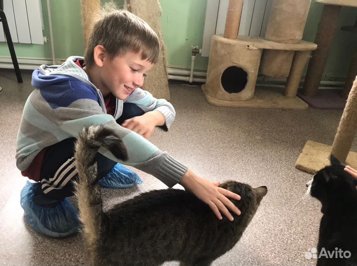 Передержка питомцев