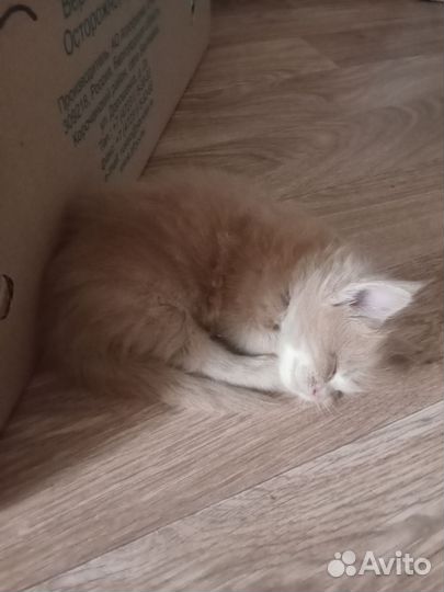 Котята мейн-кун