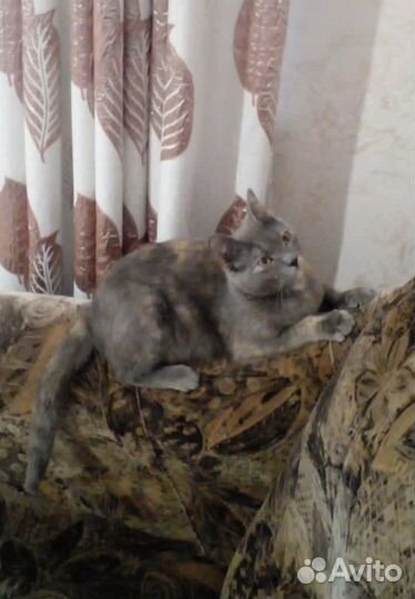 Бесплатно кошечка Мурка