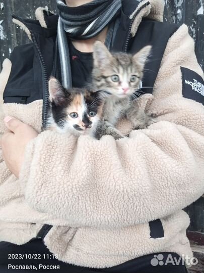 Котята в добрые руки