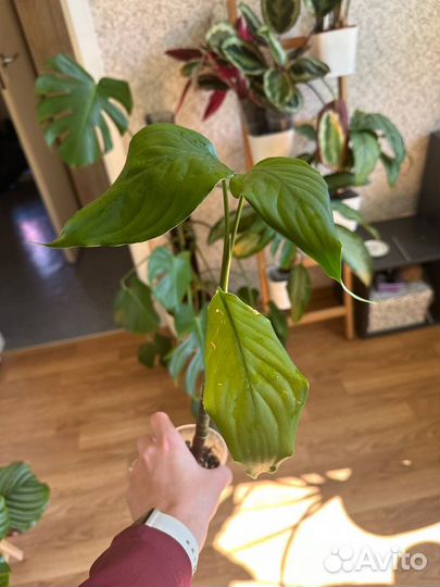 Аглаонема скромная