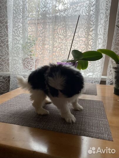 Японский хин