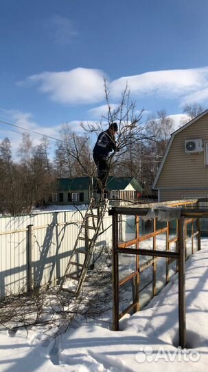 Обрезка плодовых деревьев