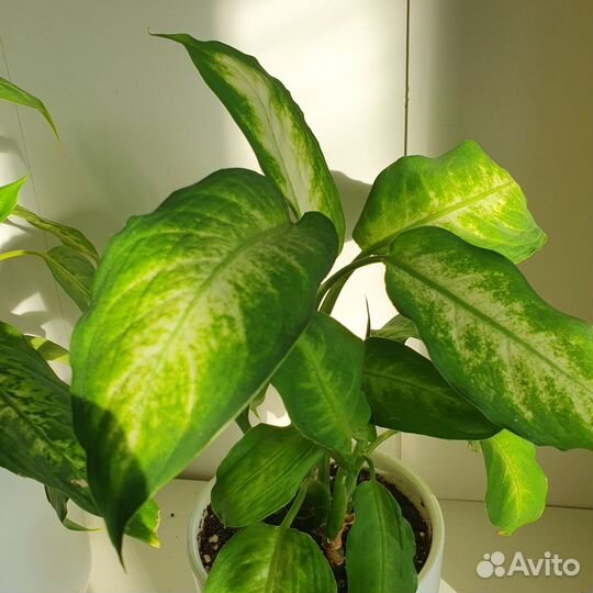 Диффенбахия