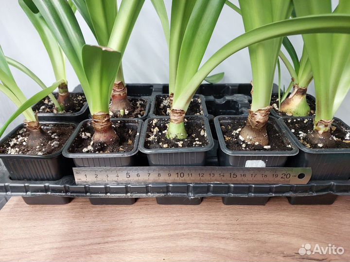 Много луковиц амариллиса (гиппеаструм)