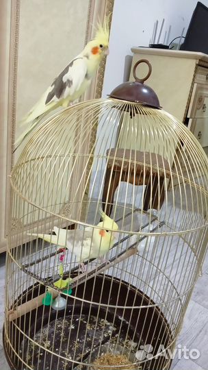 Попугай корелла с клеткой