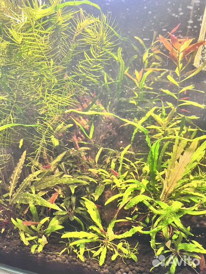 Аквариум Акваэль cube