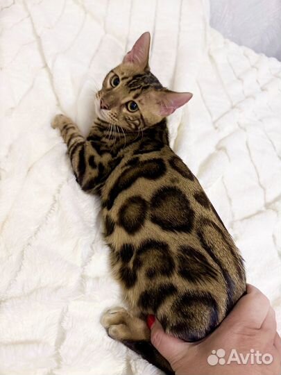 Бенгальский мальчик