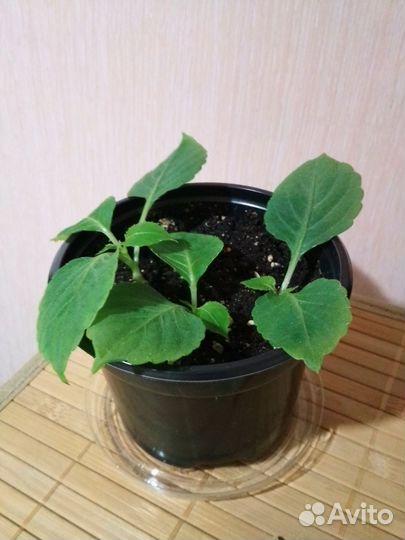 Бальзамин цветы белые комнатные домашние