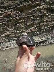 Продам окаменелого моллюска
