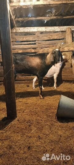 Нубийский козел