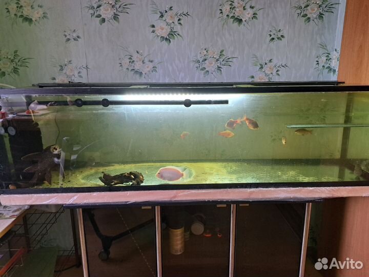Аквариум с тумбой 240 литров с рыбками