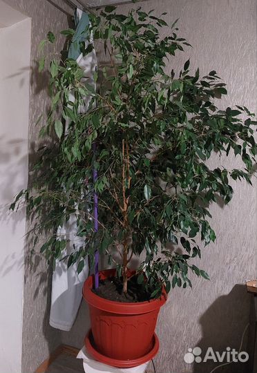 Фикус Бенджамина 1,9 метра