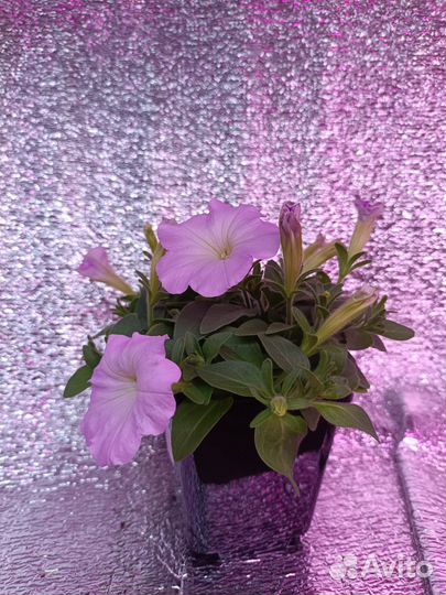 Рассада петунии серия short