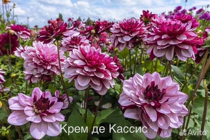 Георгины зеленые черенки