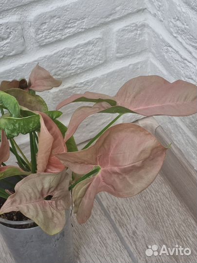 Сингониум неон пинк