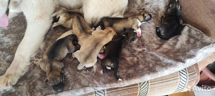 Щенки хаски