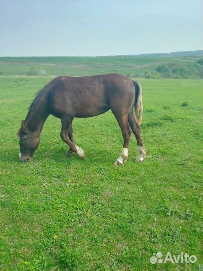 Кобыла тяжеловозной помеси
