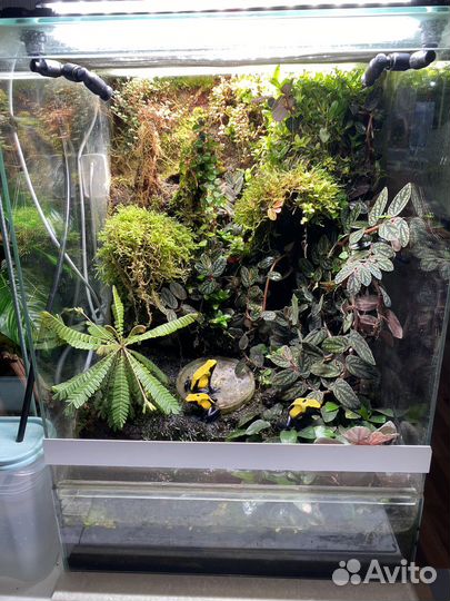 Цитронеллы