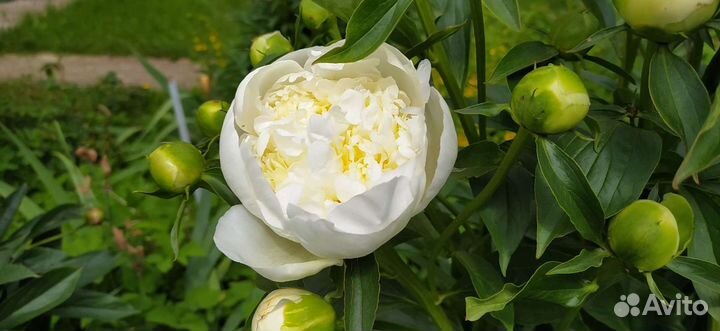 Пионы саженцы