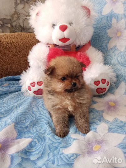 Девочка шпица миник