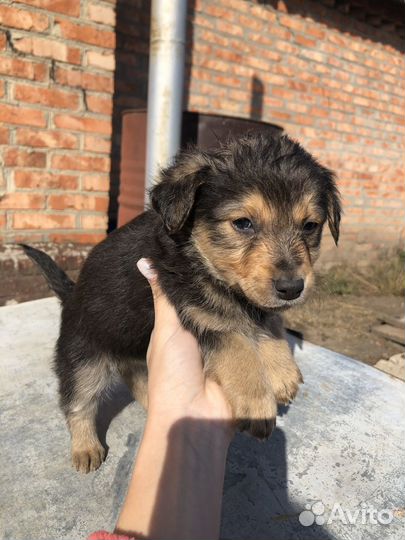 Щенок в добрые руки