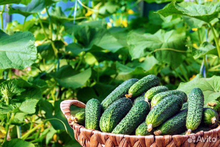 Капельный полив (урожайный) оптом и в розницу