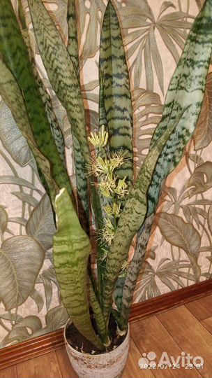 Сансивиерия Гиацинтовая зелёный лист