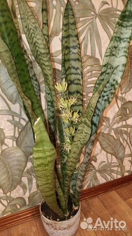 Сансивиерия Гиацинтовая зелёный лист