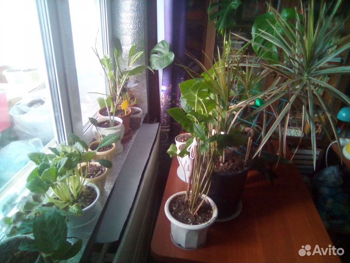 Дримиопсис, кротон