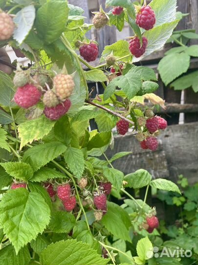 Малина саженцы