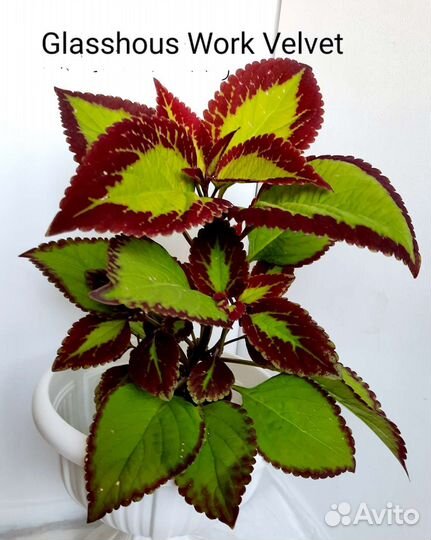 Колеусы, срезы и укоренённые