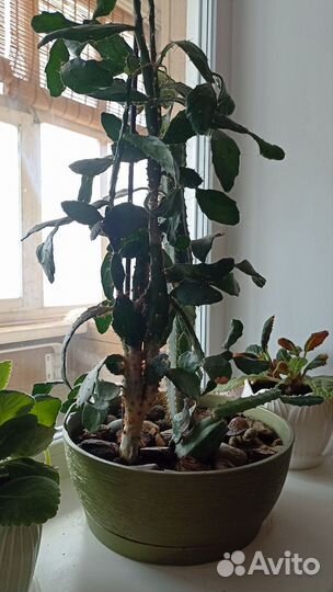 Кактусы и суккуленты