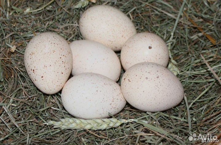 Инкубационное яйцо индюшки