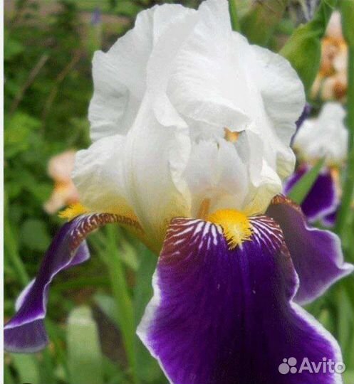 Ирисы бородатые
