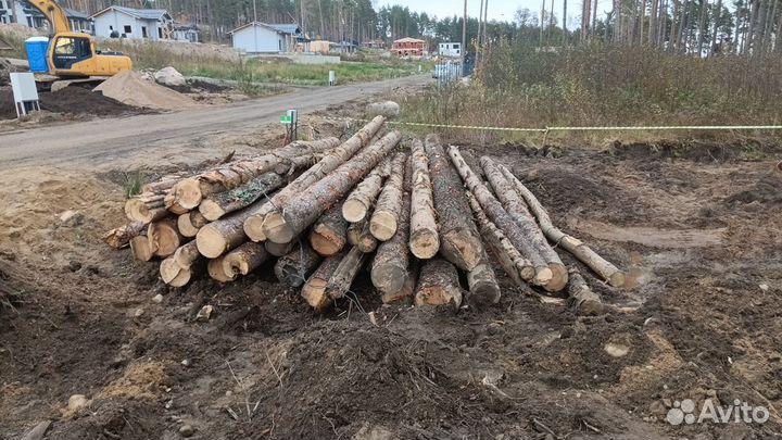 Дрова из сосны 30 хлыстов